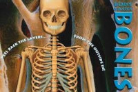 Image of Body Basic  Bones : Peel Back The Layers... From The Outside In!