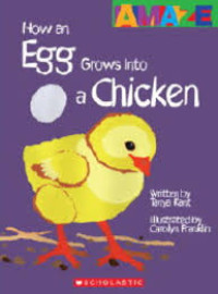 Image of How an egg grows into a chicken