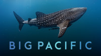 Image of BIG PACIFIC